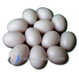 Plastic pigeon eggs, huevos de plástico para palomas