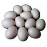 Plastic pigeon eggs, huevos de plástico para palomas